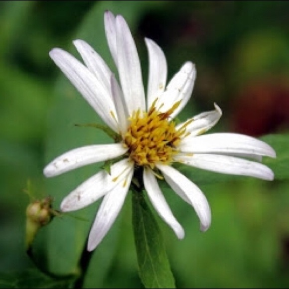 Meet your Posher, Miriam - Picture 1 of 1